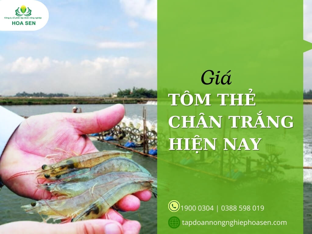 Giá tôm thẻ chân trắng hiện nay là bao nhiêu ?