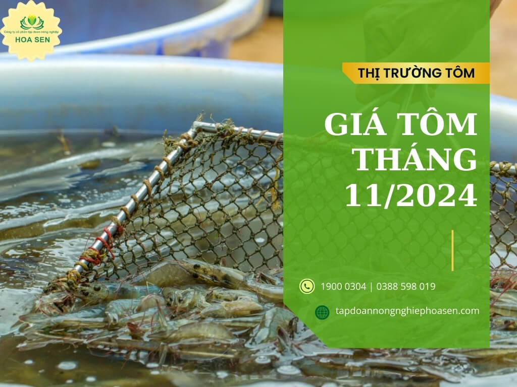 Cập nhật giá tôm thẻ hiện nay tháng 11/2024