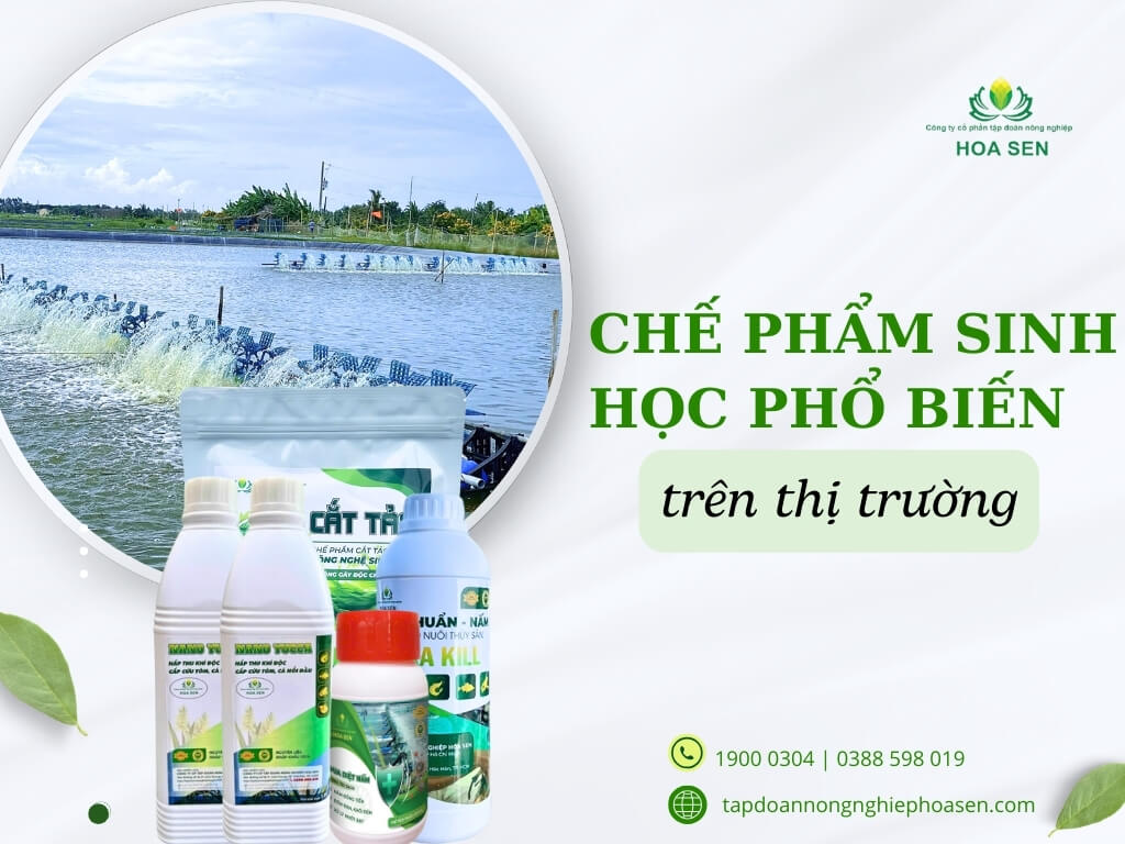 Một số chế phẩm sinh học xử lý ao nuôi phổ biến trên thị trường