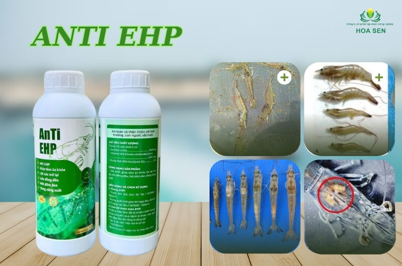 Anti EHP - Phòng bệnh EHP trên tôm