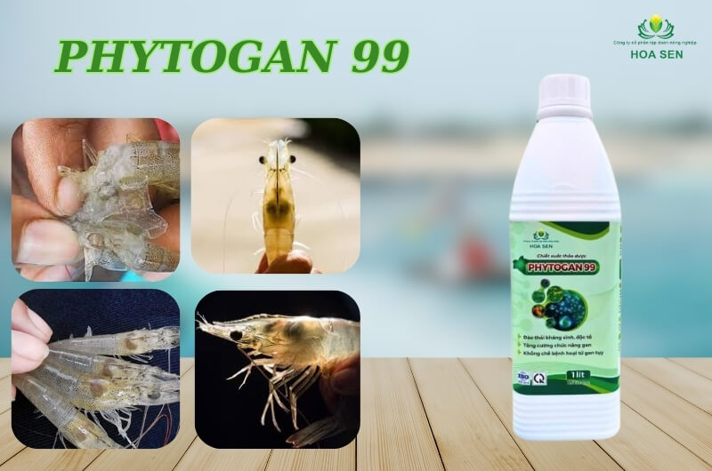 Thảo dược Phytogan 99 - Phòng và chữa bệnh gan trên tôm 