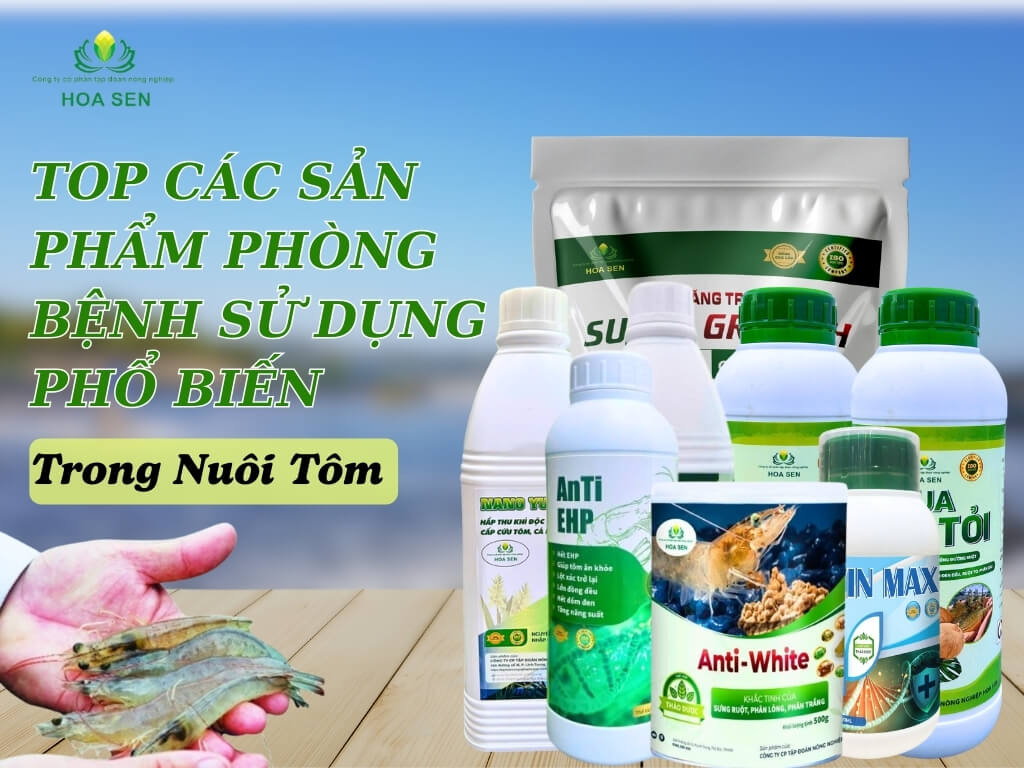 Top 7 loại men vi sinh nuôi tôm giúp phòng và chữa bệnh phổ biến