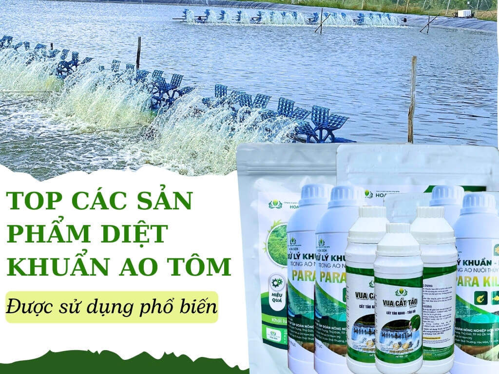 Cách diệt khuẩn ao nuôi tôm hiệu quả bà con nên quan tâm