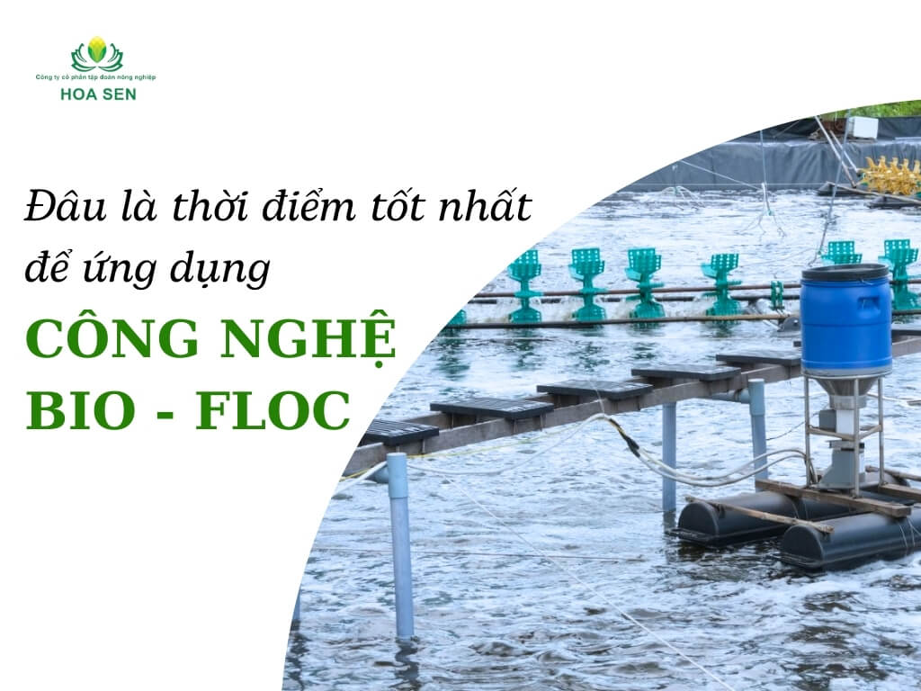 Đâu là thời điểm tốt nhất để ứng dụng công nghệ Biofloc?