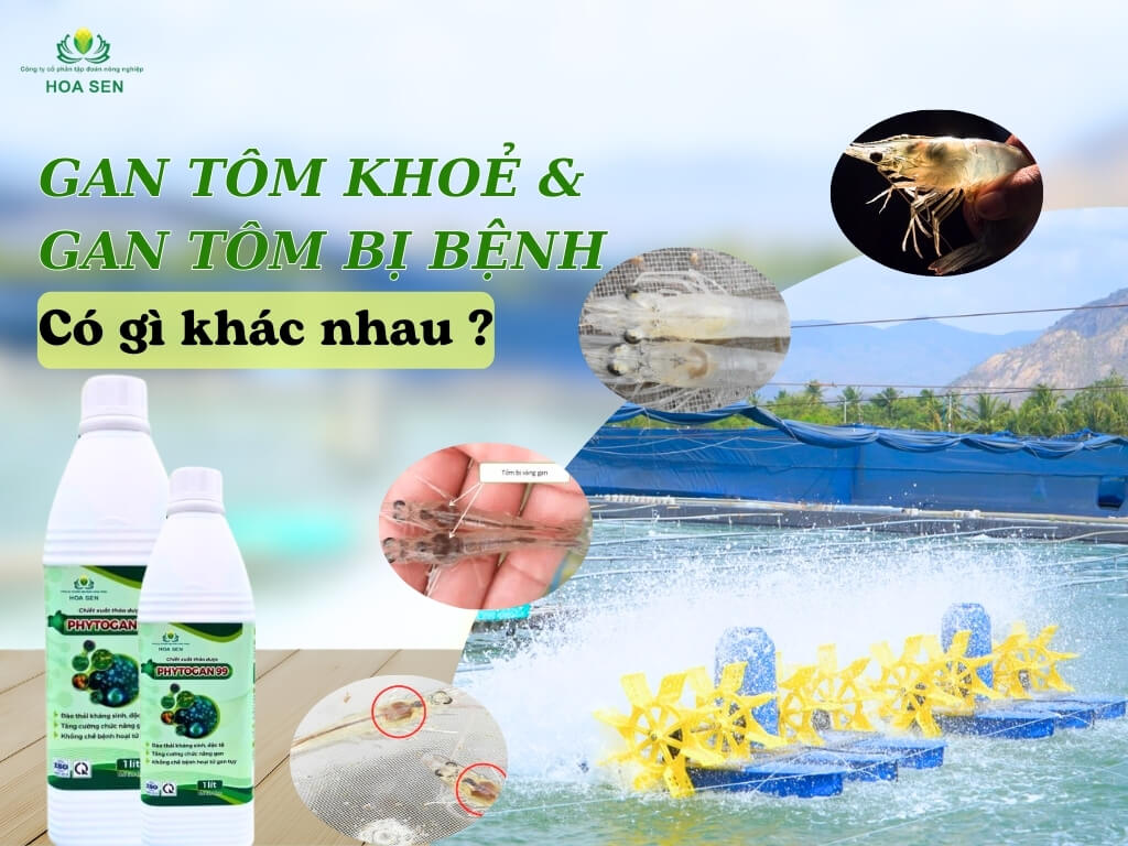 GAN TÔM KHỎE VÀ GAN TÔM BỊ BỆNH CÓ GÌ KHÁC NHAU ?