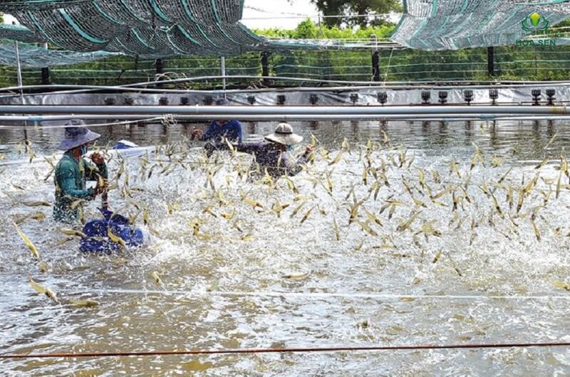 Mùa tôm nghịch vụ 