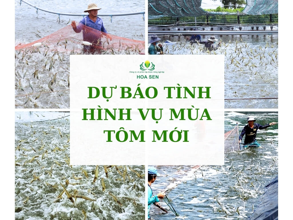 Lịch thả giống tôm. Dự báo tình hình của vụ mùa tôm mới