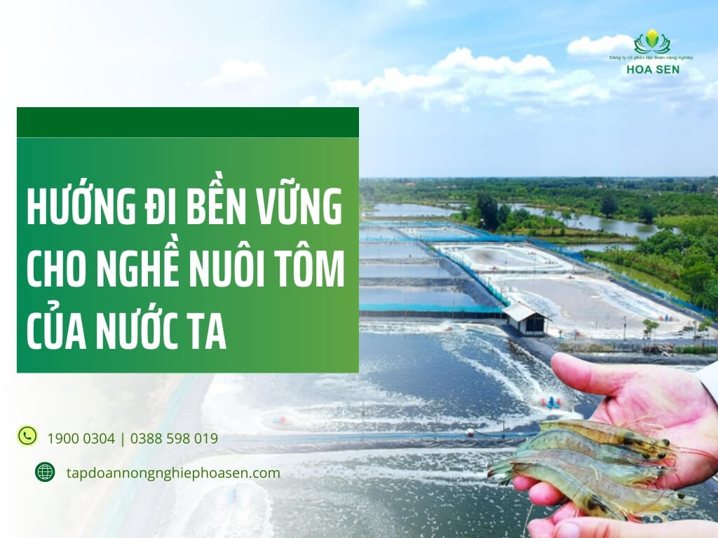 Hướng đi bền vững cho nghề nuôi tôm của nước ta hiện nay