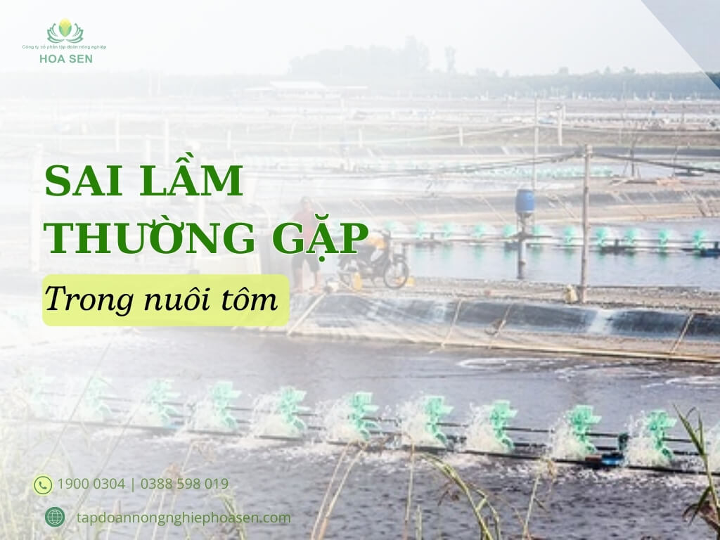 Những sai lầm trong nuôi tôm mà bà con thường gặp