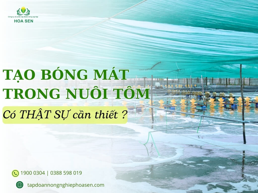 Tạo bóng mát trong nuôi tôm có thật sự cần thiết