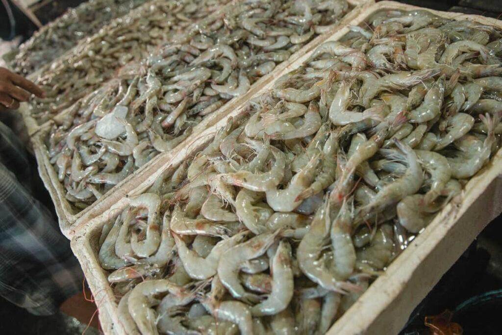 Chính sách thuế mới: Ngành tôm nội địa Mỹ trỗi dậy