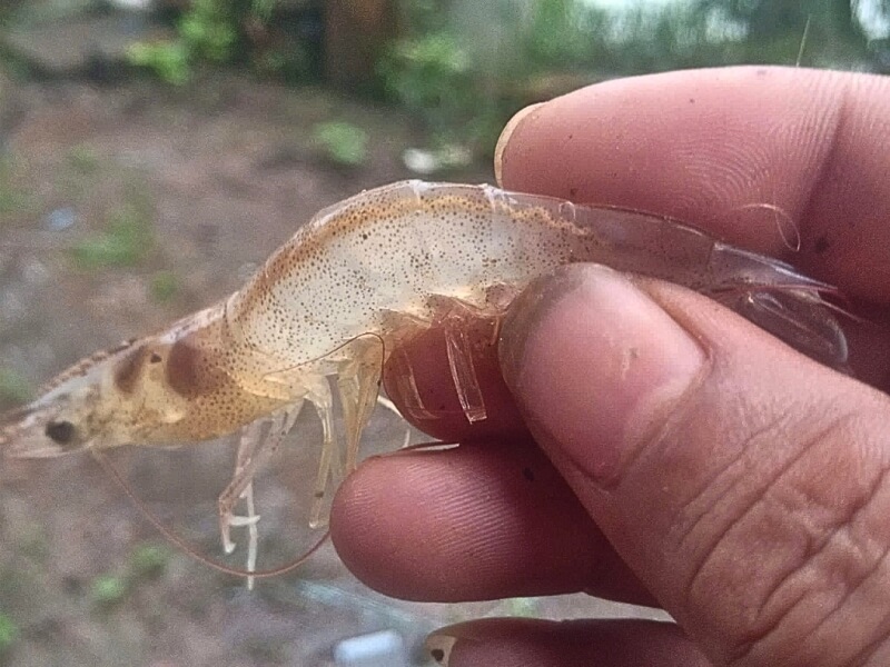 Hội Chứng Phân Trắng - Nỗi Lo Trong Nuôi Tôm